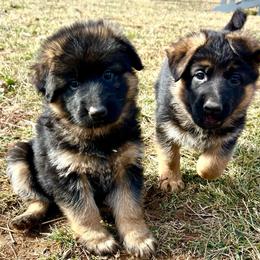 Miss Rosie Pink - Black and red female German Shepherd puppy in Purcellville, Virginia from Starry Night German Shepherd Dogs