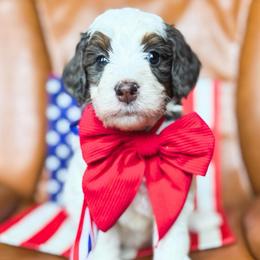 Pickles - Blue merle male Bernedoodle puppy in New Harmony, Indiana from Cottonwood Farms