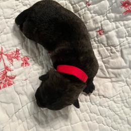 Dolly - Brindle female Scottish Terrier puppy in Archbold, Ohio from Mehring’s Scotty’s