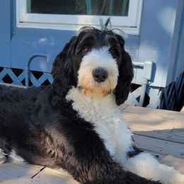 Luna - Bernedoodle