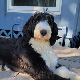 Luna - Bernedoodle
