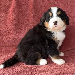 Blue Collar Male - Black rust and white male Bernese Mountain Dog puppy in Bristol, Tennessee from Holston Hollow Farm