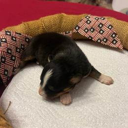 Tri female - Black and white female Companion Cross puppy in Greenwood, South Carolina from JOY Farms