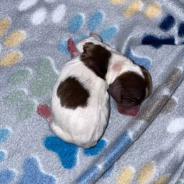 Buddy - Piebald male Dachshund puppy in Liberty Hill, Texas from Champion Dachshunds