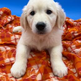 Boy - Light golden male Golden Retriever puppy in Spanaway, Washington from 11 Oaks Kennels