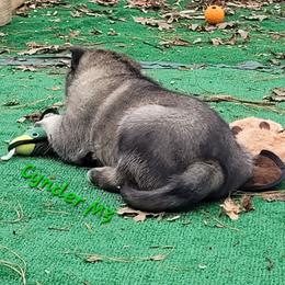 Cynder Male 3 - Agouti and white male Siberian Husky puppy in Hiawassee, Georgia from Chastains Huskies