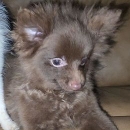 Hunnibunnies Pubert Addams - Chocolate male Pomeranian puppy in Cleveland, Ohio from Hunnibunnies