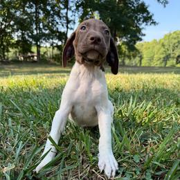 Chai - Liver and white male German Shorthaired Pointer puppy in Axton, Virginia from Red Clay Kennels