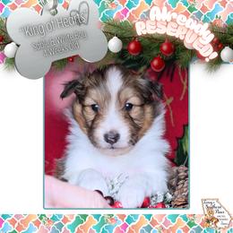 Boy 2 - King of Hearts - Sable and white male Shetland Sheepdog puppy in Elberton, Georgia from Ioney's Southern Paws Shelties, Frenchies, and Yorkies
