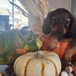 Girl 2 - Chocolate and tan Dachshund puppy in Phoenix, Arizona from Jennifer's Guardian Doxies