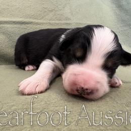 Boy 2 - Black tri-color male Australian Shepherd puppy in Lowell, Indiana from Bearfoot Aussies and Tollers