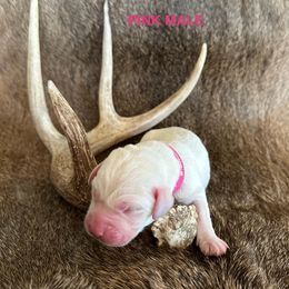 Labrador Retriever Puppies from TGO shed antler dogs