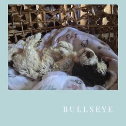 Boy 1 - Brown roan male Lagotto Romagnolo puppy in Salida, California from Harper's Lagotti