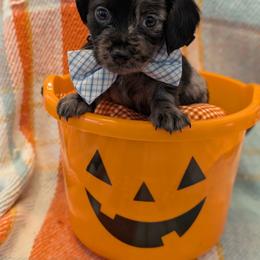 Blue ribbon - Dapple male Dachshund puppy in Sugarcreek, Ohio from Bahler Street Doxies