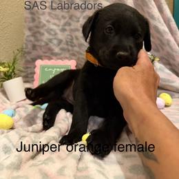 Orange Blossom - Black female Labrador Retriever puppy in Wittmann, Arizona from AM Labradors