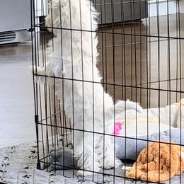West Highland White Terrier Puppies from SunPeak West Highland White Terriers