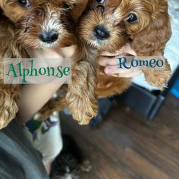 Cavalier King Charles Spaniel and Cavapoo Puppies from Cavapoo Puppy Parade