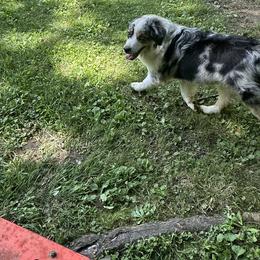 Miniature American Shepherds from Bond’s MAS