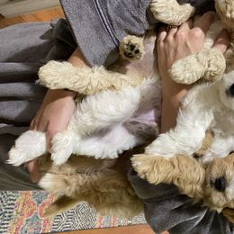 Goldendoodle Puppies from Red Barn Mission Farm