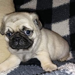 Pugs from Vicki's Pugs