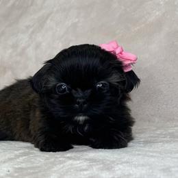 Roxy - Brindle female Shih Tzu puppy in California from Boodaboo Shih Tzu’s