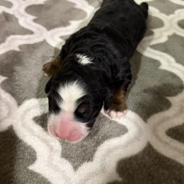 Alpine - Tri-color male Bernedoodle puppy in Grants Pass, Oregon from Royal Empire Bernedoodles