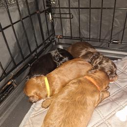 Shihpoo puppies from Petite Joie Puppies