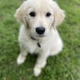 Golden Retrievers from Pure Love Goldens LLC