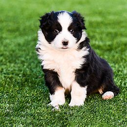 Miniature Australian Shepherd Puppies from Rockin D Mini Aussies
