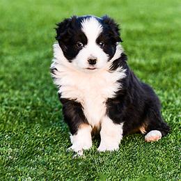 Miniature Australian Shepherd Puppies from Rockin D Mini Aussies