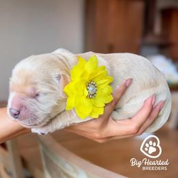 Girl 1 - female Goldendoodle puppy in Utah County, Utah from Big Hearted Breeders