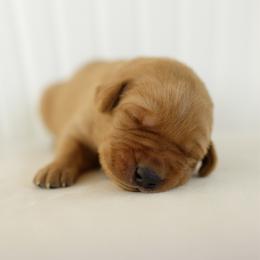 Murphy - Yellow male Labrador Retriever puppy in Allons, Tennessee from UC Labradors LLC