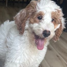 Red - Cream male Goldendoodle puppy in Nashville, Tennessee from Tumbling Creek GoldenDoodles