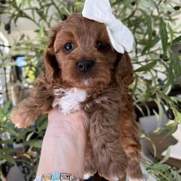 Jinx - Red female Cavapoo puppy in West Jordan, Utah from Ruby's Cavapoos