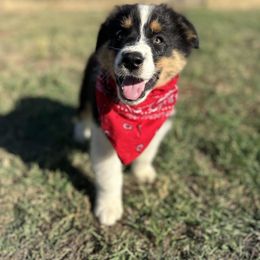 Rolls Royce - Black tri-color male Australian Shepherd puppy in Santa Ysabel, California from Flying F Australian Shepherds