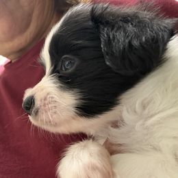 Coco - White and black female Papillon puppy in Kenly, North Carolina from Otto’s Papillons