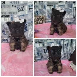 Girl 1 - Fawn brindle and white female French Bulldog puppy in Plymouth, Utah from Country Sunshine