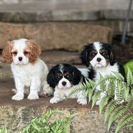 Cavalier King Charles Spaniel puppies from Kara's Cavalier King Charles Spaniels