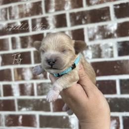 Tully - Cream male Goldendoodle puppy in Rienzi, Mississippi from Saddle Hill Farms