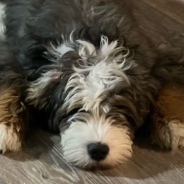 Boy 3 - Aussiedoodle puppy from Bella Ridge Farms & Dapper Doodles