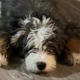 Boy 3 - Aussiedoodle puppy from Bella Ridge Farms & Dapper Doodles