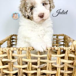 Aussiedoodle, Bernedoodle, and Goldendoodle Puppies from Dandy Doodle Ranch