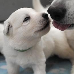 Green Collar Boy - White male Berger Blanc Suisse puppy in Aurora, Colorado from Moonlight Berger Blanc Suisses