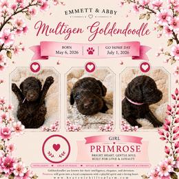 5. PRIMROSE - LT.PINK COLLAR GIRL - Chocolate female Goldendoodle puppy in Charlo, Montana from Heavenly Hilltop Farm