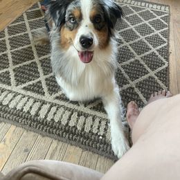 Nala - Australian Shepherd