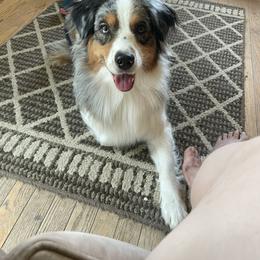Nala - Australian Shepherd