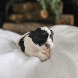 Shihpoo and Shih Tzu Puppies from The Luckie Puppy