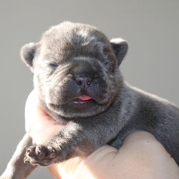 French Bulldog Puppies from The three little frenchies