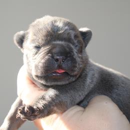French Bulldog Puppies from The three little frenchies