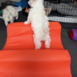Bichon Frise Puppies from Amori's Royal Bichons